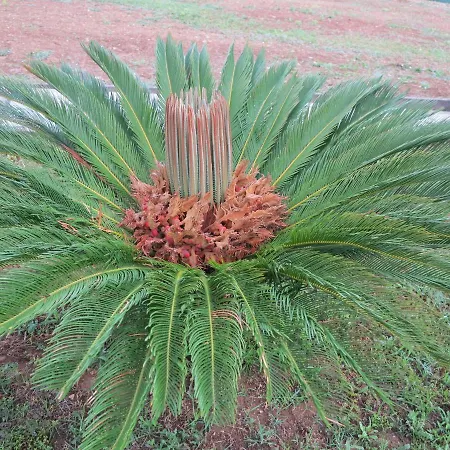 Il Riccio Couette-café Ortona